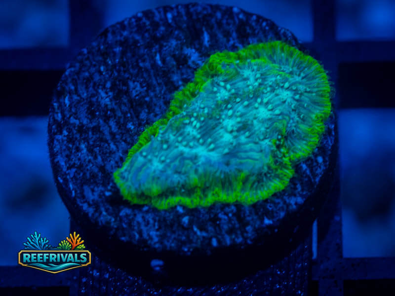 WWC Mr. Freeze Lepto WYSIWYG coral image | ReefRivals WWC Mr. Freeze Lepto coral image from ReefRivals, listed as Leptoseris sp. and SPS Branching