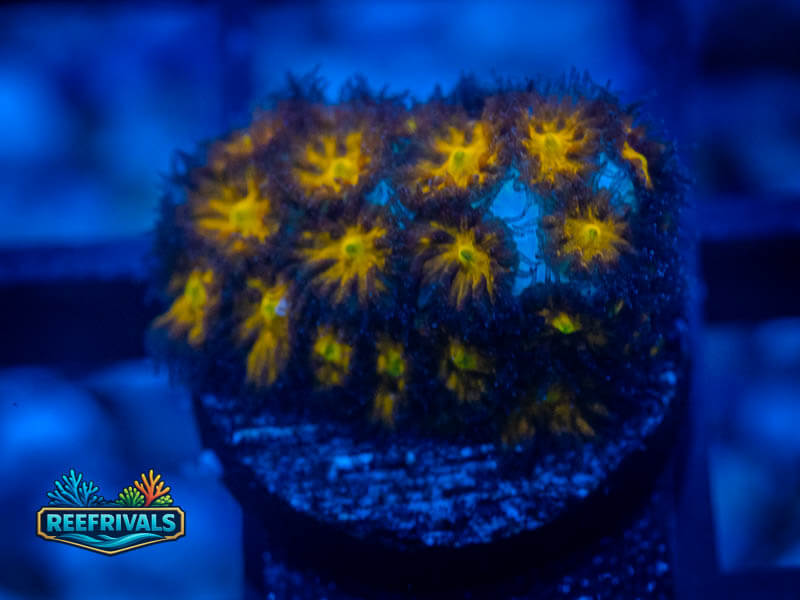 WWC Burning Leptastrea coral image from ReefRivals, listed as Leptastrea sp. and Encrusting