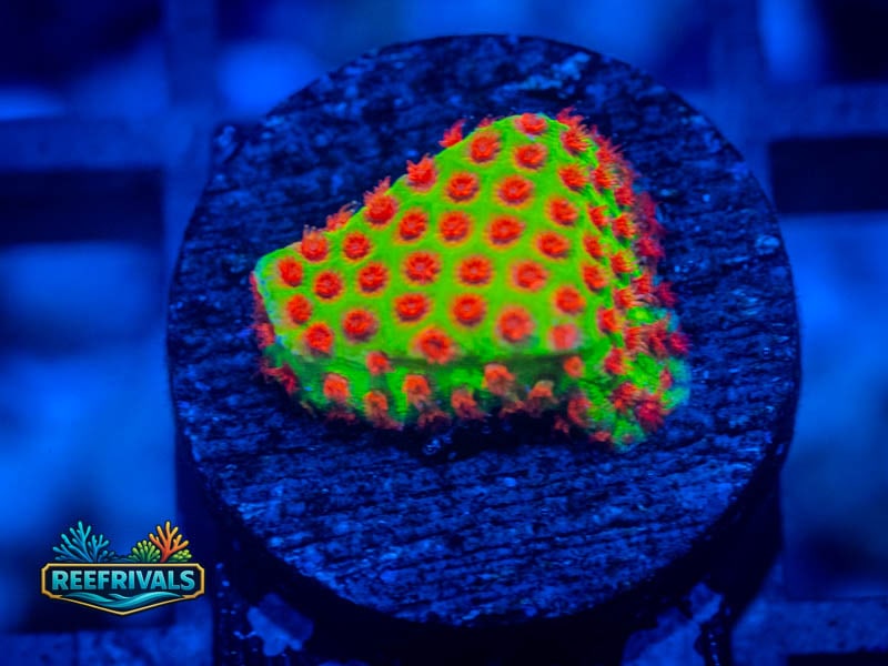 WWC The Grinchy Porites coral image from ReefRivals, listed as Porites sp. and SPS Branching