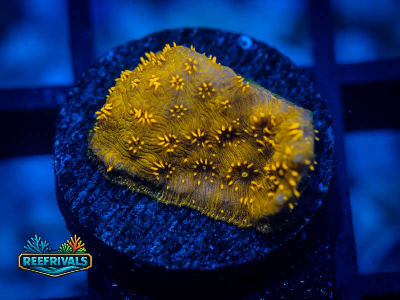WWC Golden Pavona coral image from ReefRivals, listed as Pavona sp. and SPS Plating