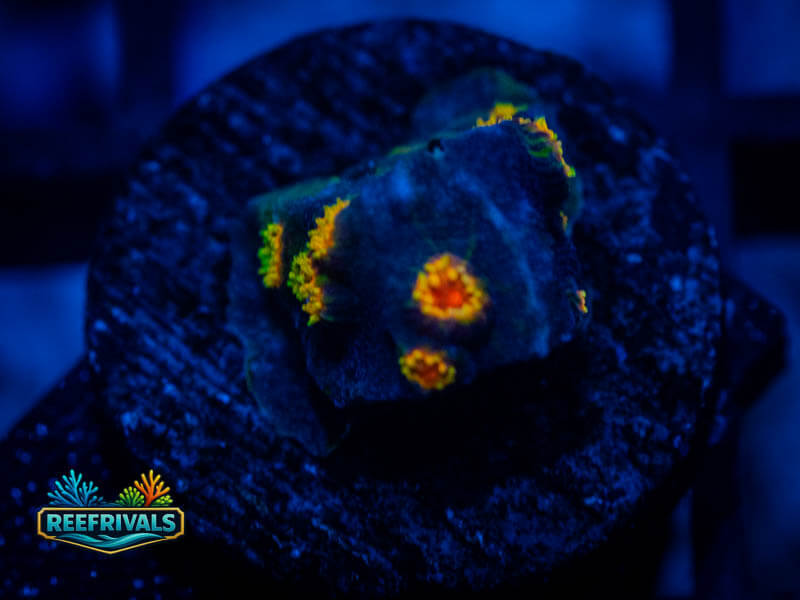WWC Bizarro Cyphastrea coral image from ReefRivals, listed as Cyphastrea sp. and Soft Coral