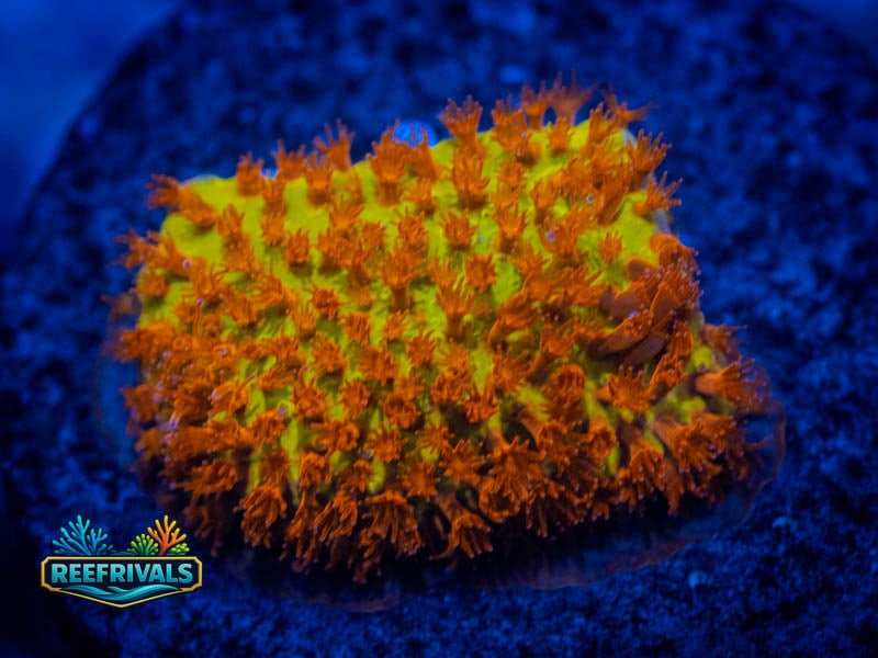 CA Burning Banana Stylo coral image from ReefRivals, listed as Stylocoeniella spp. and Encrusting