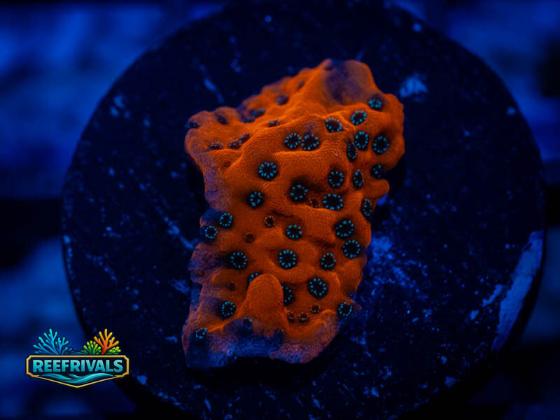 WWC Dragonfruit Monti coral image from ReefRivals, listed as Montipora sp. and Montis