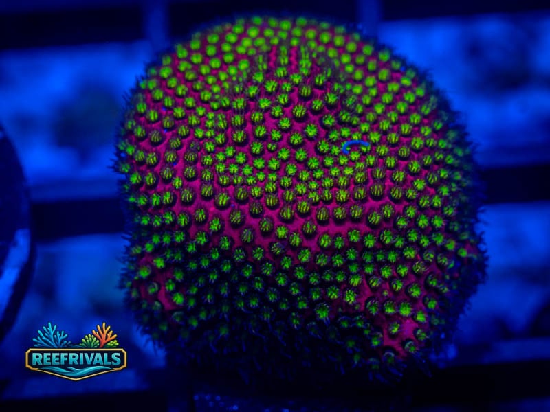 WWC Eectric Daisy Stylo coral image from ReefRivals, listed as Stylocoeniella spp. and Encrusting