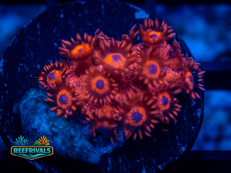 ECC Firetruck Goni coral image from ReefRivals, listed as Zoanthus sp. and Zoas