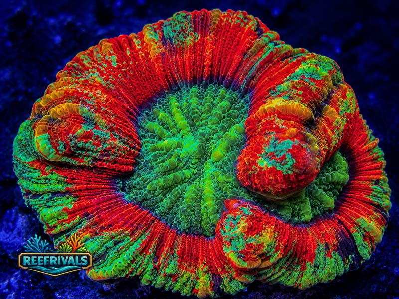 RVL Rainbow Trachy coral image from ReefRivals, listed as Trachyphyllia sp. and LPS Fleshy