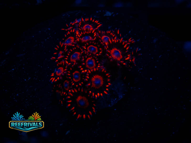 TSA Blood Red Goni WYSIWYG coral image | ReefRivals TSA Blood Red Goni coral image from ReefRivals, listed as Goniopora sp. and Soft Coral