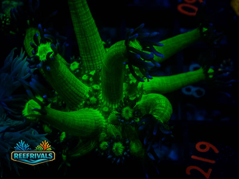 ECC Shadow Flame Goni coral image from ReefRivals, listed as Goniopora sp. and Gonis
