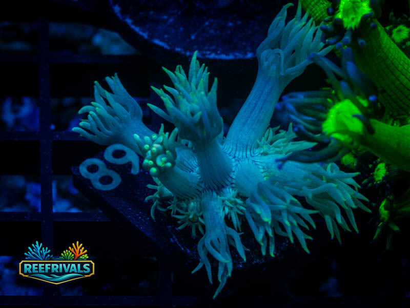 RVL Translucent Goni coral image from ReefRivals, listed as Goniopora sp. and Gonis