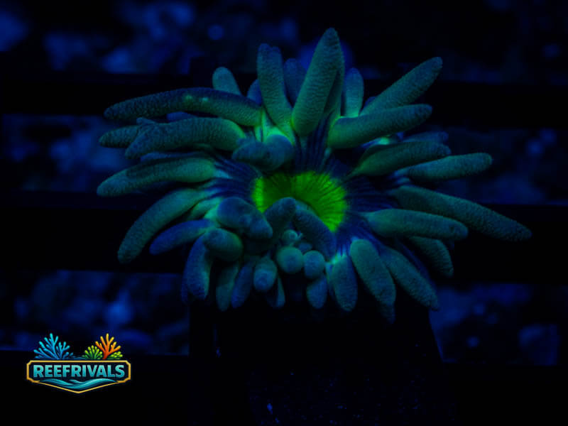 WWC Dreamcatcher Duncan coral image from ReefRivals, listed as Duncanopsammia axifuga and Duncans