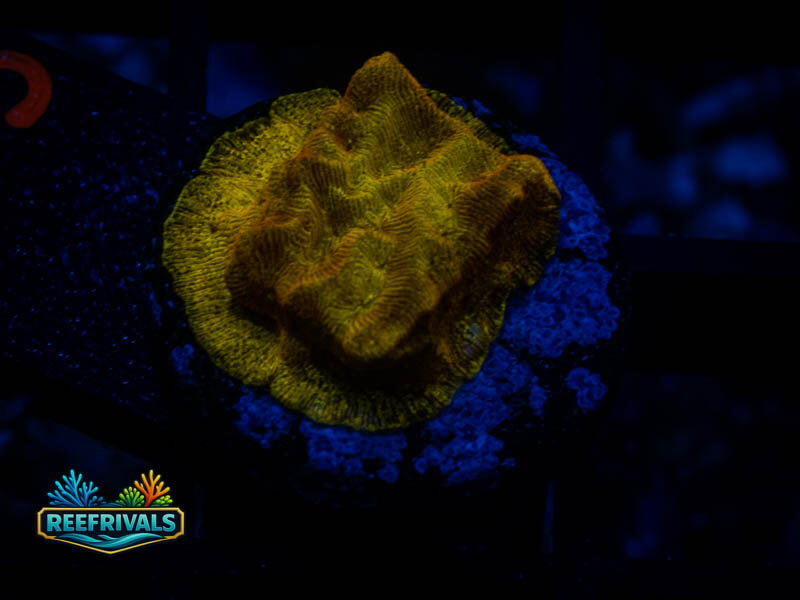 RVL 24K Lepto WYSIWYG coral image | ReefRivals RVL 24K Lepto coral image from ReefRivals, listed as Leptoseris sp. and Encrusting