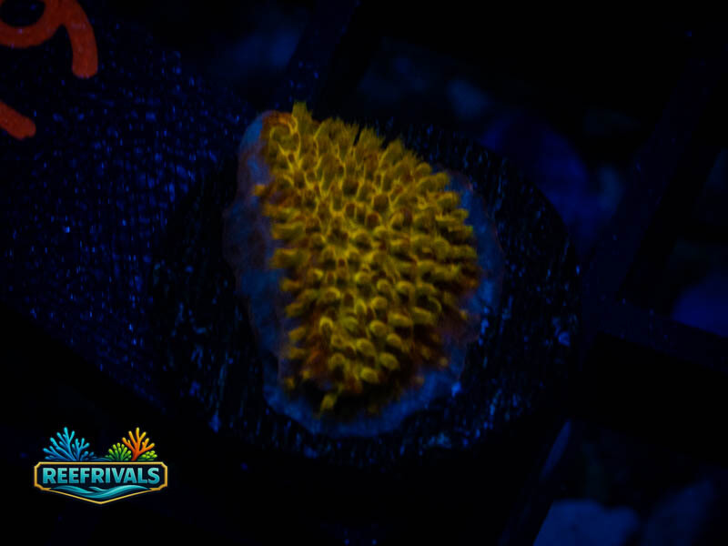 CC Reverse Burning Banana Stylo coral image from ReefRivals, listed as Zoanthus sp. and Zoas