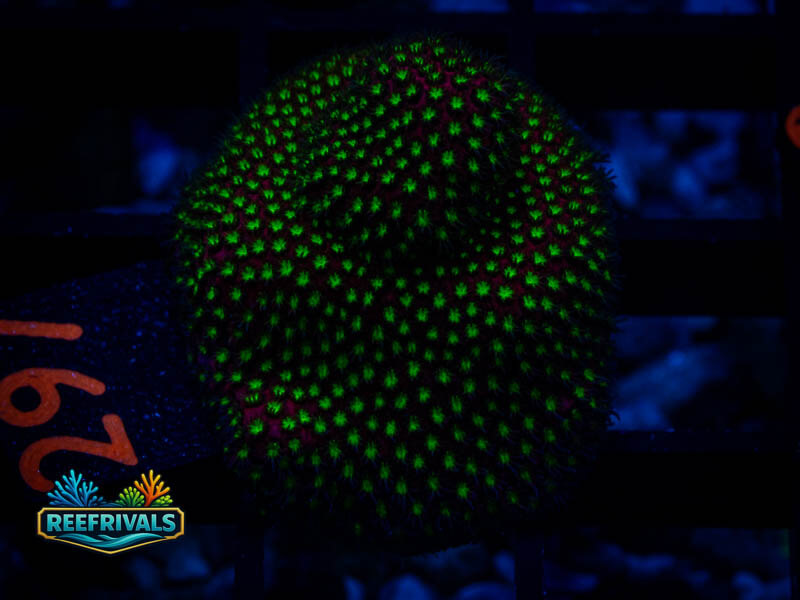 RVL Electric Daisy Stylo coral image from ReefRivals, listed as Stylocoeniella spp. and Soft Coral