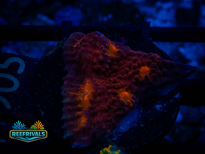 TG Golden Eye Chalice coral image from ReefRivals, listed as Echinophyllia sp. and Soft Coral