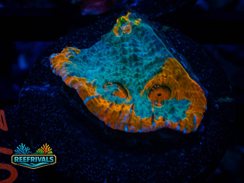 Arc Rainbow Goku Chalice coral image from ReefRivals, listed as Echinophyllia sp. and Chalices