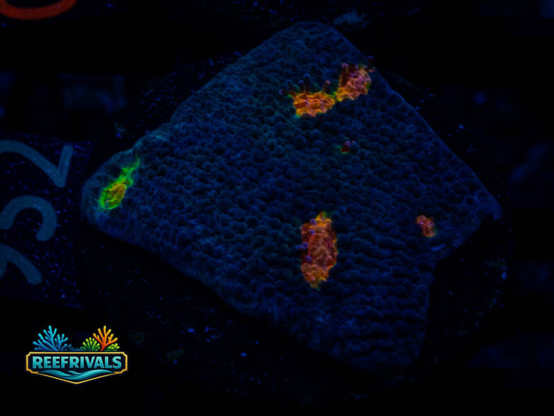 WWC Miami Hurricane Chalice coral image from ReefRivals, listed as Echinophyllia sp. and Chalices