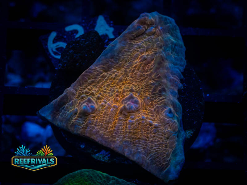RVL Proper Peach Chalice coral image from ReefRivals, listed as Echinophyllia sp. and Chalices