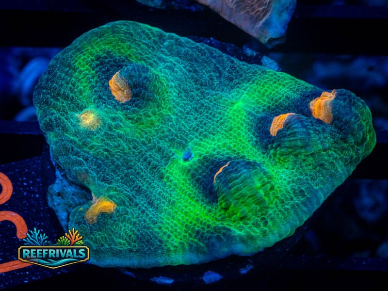 WWC Space Invader Chalice coral image from ReefRivals, listed as Echinophyllia sp. and Chalices