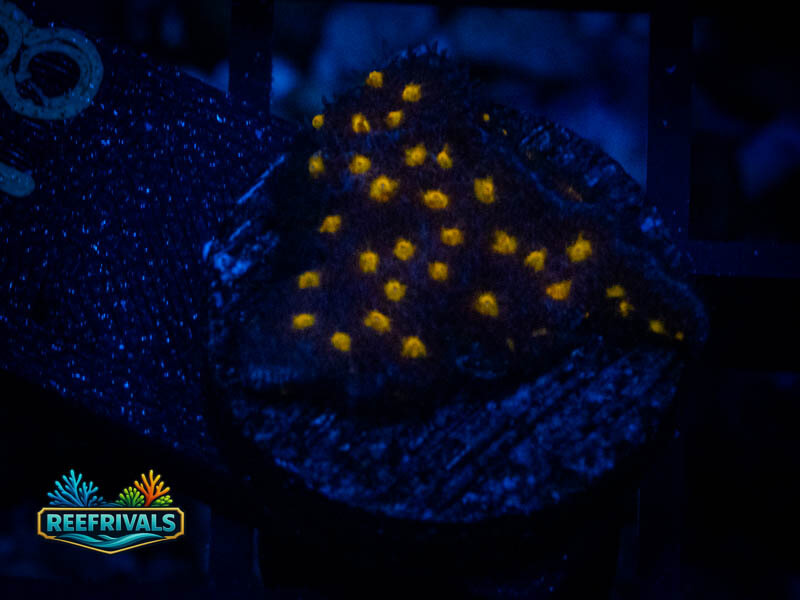 JF Outer Space Psammocora coral image from ReefRivals, listed as Psammocora sp. and Soft Coral
