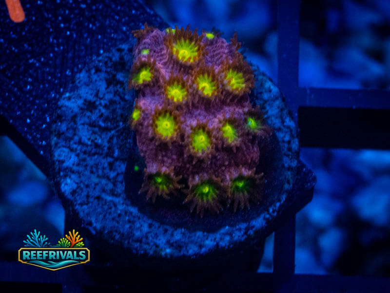 CB Bling Bling Cyphastrea coral image from ReefRivals, listed as Cyphastrea sp. and Encrusting
