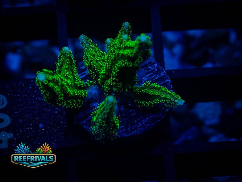 RVL Neon Green Birdsnest coral image from ReefRivals, listed as Seriatopora sp. and SPS Branching