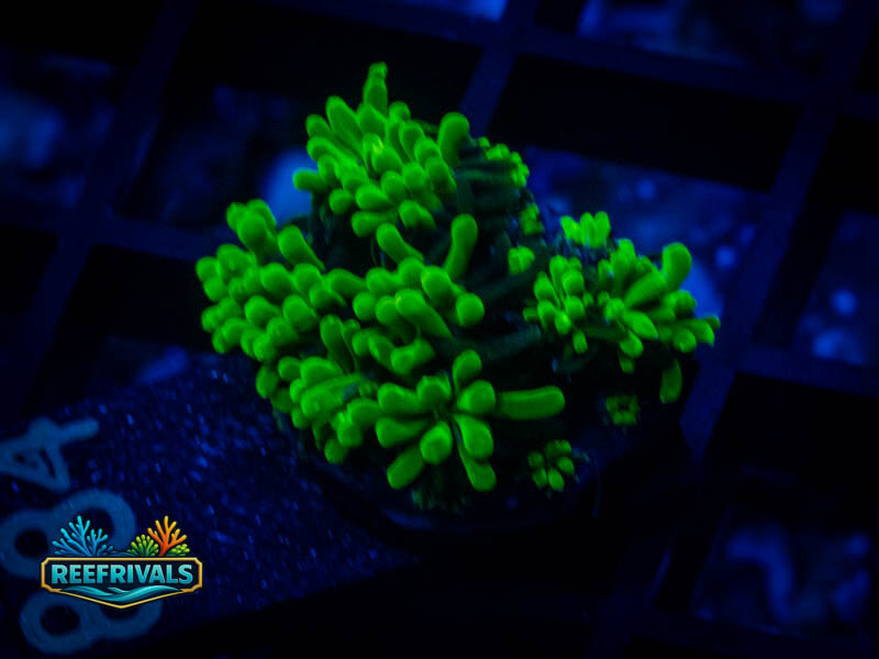 WWC Lemonade Galaxea coral image from ReefRivals, listed as Galaxea sp. and Soft Coral