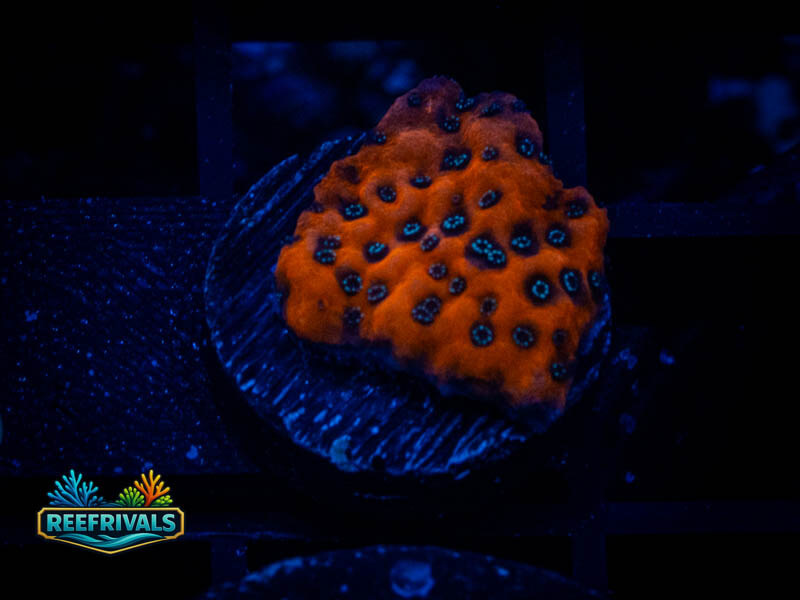WWC Dragonfruit Monti coral image from ReefRivals, listed as Montipora sp. and Montis