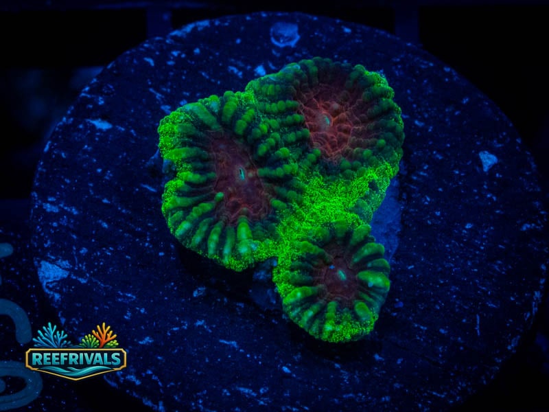 WWC Christmas Favia coral image from ReefRivals, listed as Favia sp. and Favias