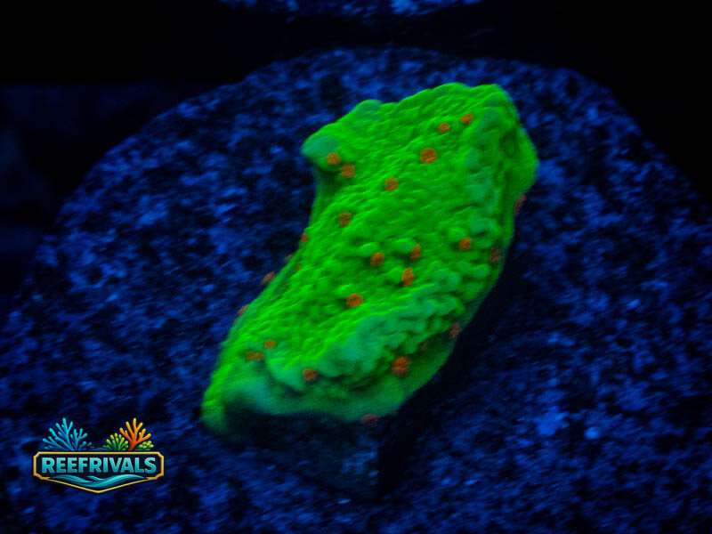JF Seasons Greetings Monti coral image from ReefRivals, listed as Montipora sp. and Montis