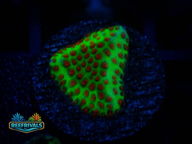 TG Grinch Porites coral image from ReefRivals, listed as Porites sp. and SPS Branching
