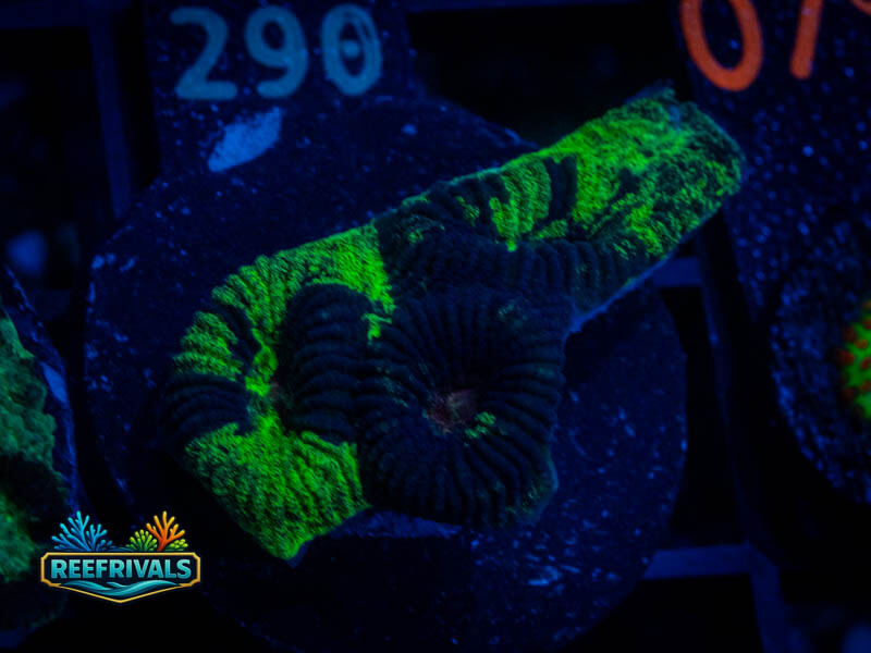 TSA Antivenom Favia coral image from ReefRivals, listed as Favia sp. and Favias