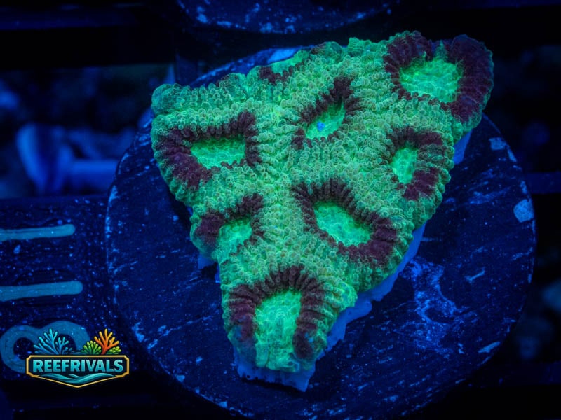 RC Superhero Favia coral image from ReefRivals, listed as Favia sp. and Favias