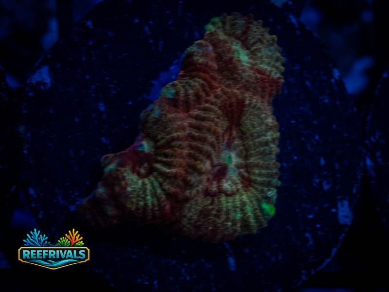 RVL Blood Red Favia WYSIWYG coral image | ReefRivals RVL Blood Red Favia coral image from ReefRivals, listed as Favia sp. and Favias