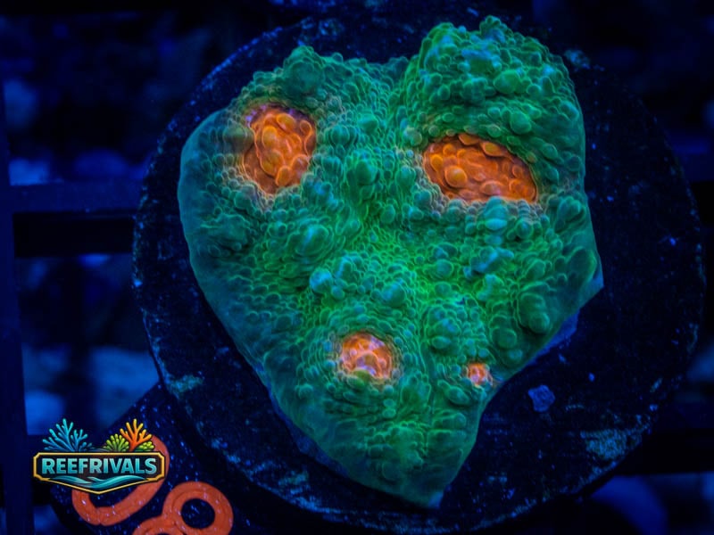 WWC Emerald City Chalice coral image from ReefRivals, listed as Echinophyllia sp. and Chalices