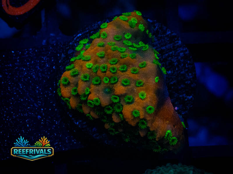 SC Sunset Montipora coral image from ReefRivals, listed as Montipora sp. and Montis