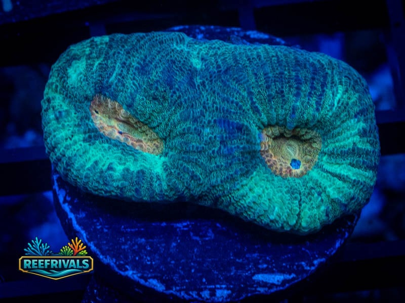 ARC Pot of Gold Favia WYSIWYG coral image | ReefRivals ARC Pot of Gold Favia coral image from ReefRivals, listed as Favia sp. and Favias