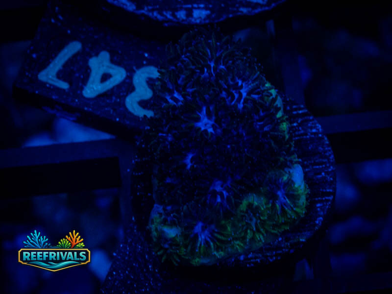 RVL Icy Blue Leptastrea coral image from ReefRivals, listed as Leptastrea sp. and Encrusting