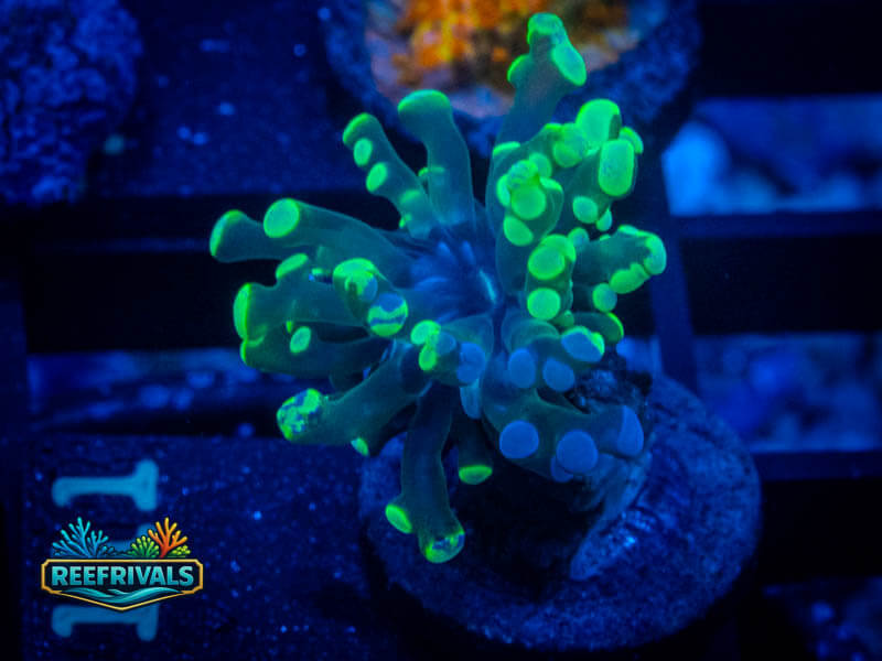 RVL Green Splatter Frammer coral image from ReefRivals, listed as Zoanthus sp. and Zoas