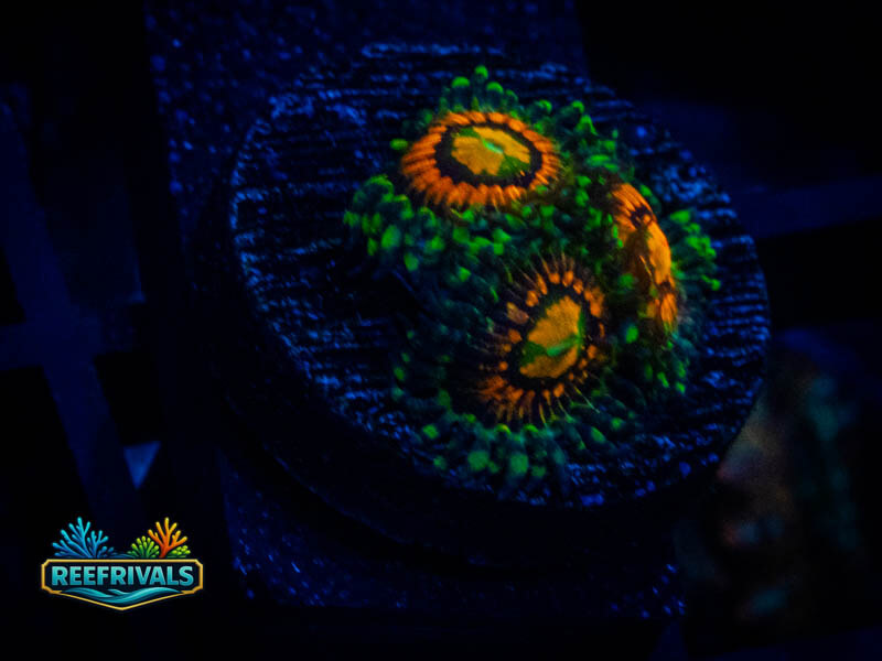 TSA Rainbow Incenerator Zoa coral image from ReefRivals, listed as Zoanthus sp. and Zoas