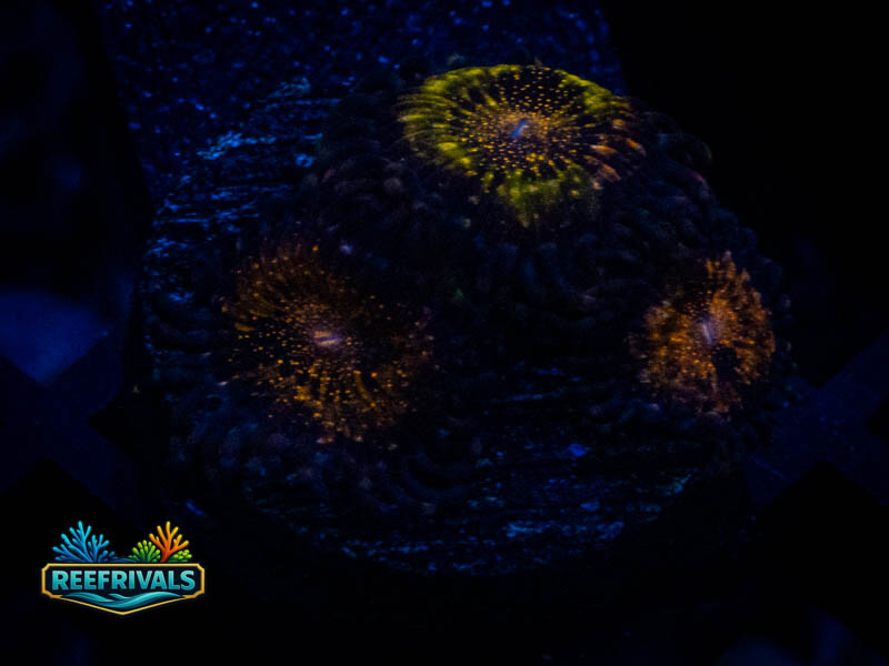 WWC Pandora Zoa coral image from ReefRivals, listed as Zoanthus sp. and Zoas