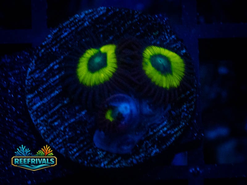 WWC Bob Marley Zoa coral image from ReefRivals, listed as Zoanthus sp. and Zoas