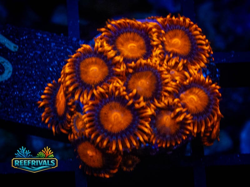 ECC Bam Bam Zoa (Mini Colony) coral image from ReefRivals, listed as Zoanthus sp. and Zoas