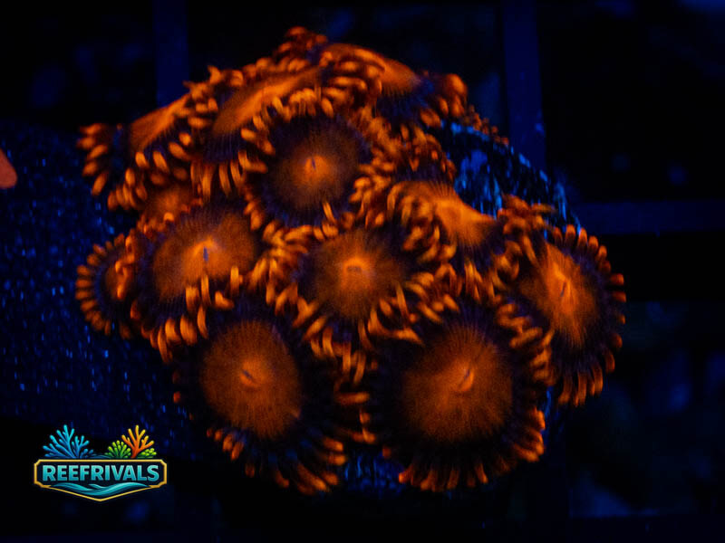 ECC Bam Bam Zoa (Mini Colony) coral image from ReefRivals, listed as Zoanthus sp. and Zoas