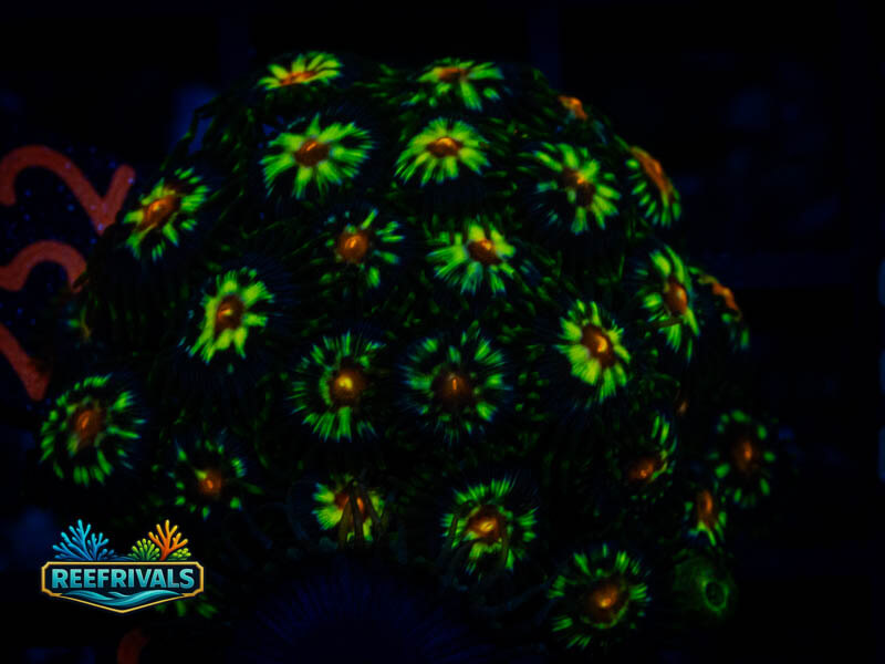 ECC Daisy Cutter Zoa (Mini Colony) coral image from ReefRivals, listed as Zoanthus sp. and Zoas