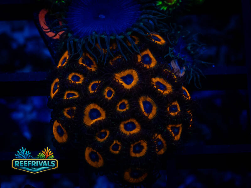 CC Johnny Pumpkin Combo Zoa (Mini Colony) coral image from ReefRivals, listed as Zoanthus sp. and Zoas
