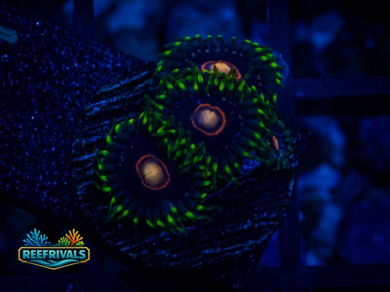 ECC Blow Pop Zoa coral image from ReefRivals, listed as Zoanthus sp. and Zoas
