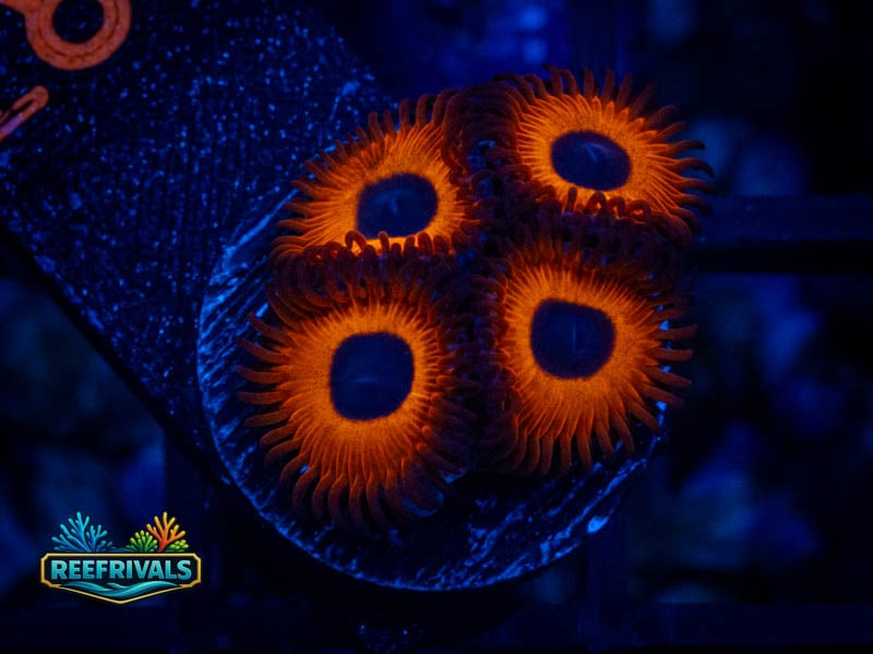 WWC Red Bull Zoa coral image from ReefRivals, listed as Zoanthus sp. and Zoas