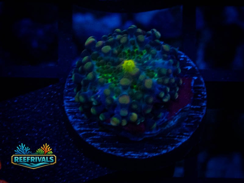 RVL Rainbow Yuma Mushroom coral image from ReefRivals, listed as Discosoma sp. and Mushrooms