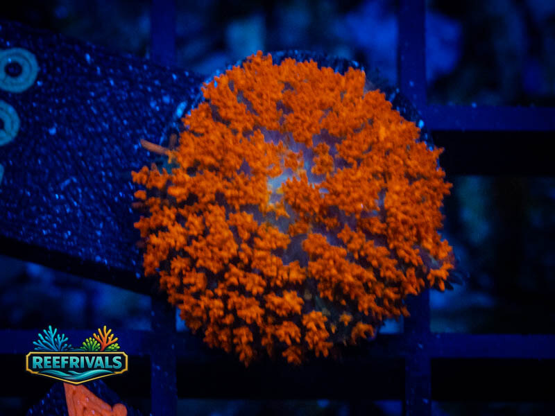 QC Forest Fire Mushroom coral image from ReefRivals, listed as Rhodactis spp. and Mushrooms