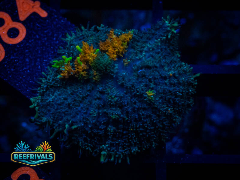 TG Sunsplash Mushroom coral image from ReefRivals, listed as Rhodactis spp. and Mushrooms